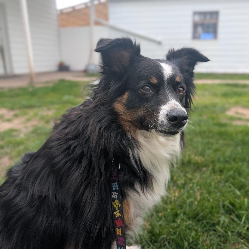 Dami , an adoptable mixed breed in Fenton, MI image 2/3