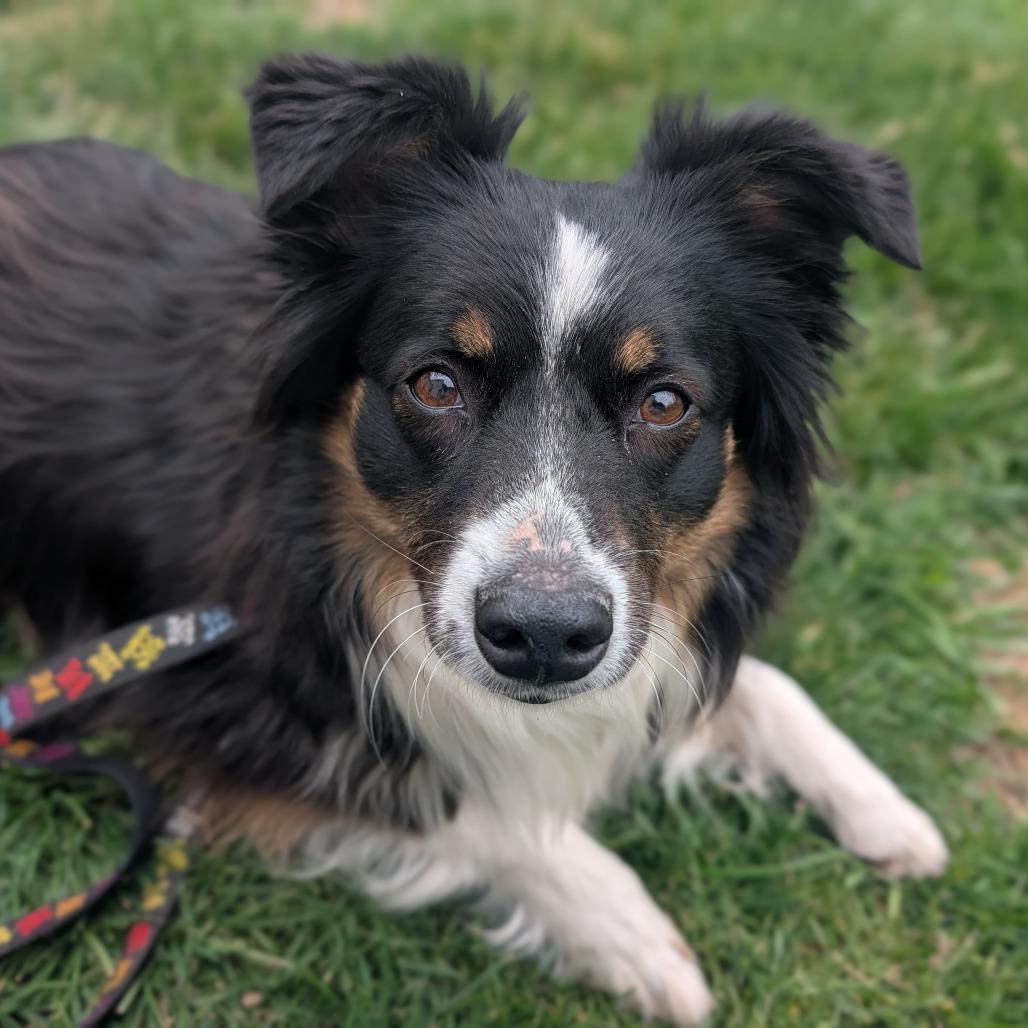 Dami , an adoptable mixed breed in Fenton, MI image 3/3