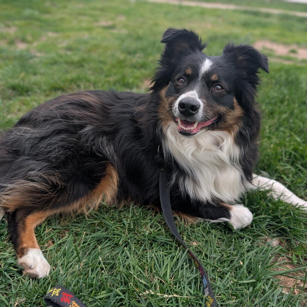 Dami , adoptable, Adult Female Border Collie & Mixed Breed.