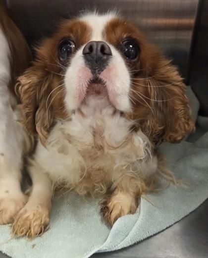 Opal, Adoptable, Adult Female Cavalier King Charles Spaniel.