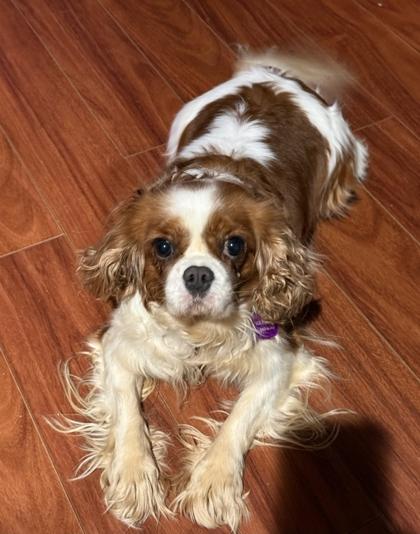 Enlarge Opal, a Adoptable Cavalier King Charles Spaniel in Malvern, PA image 2/3