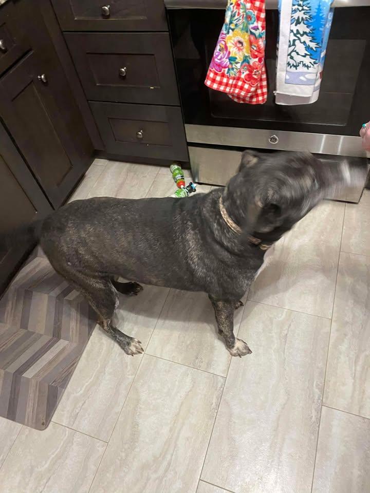 Izzy, a ADOPTABLE Mixed Breed in Charleston, WV image 1/6