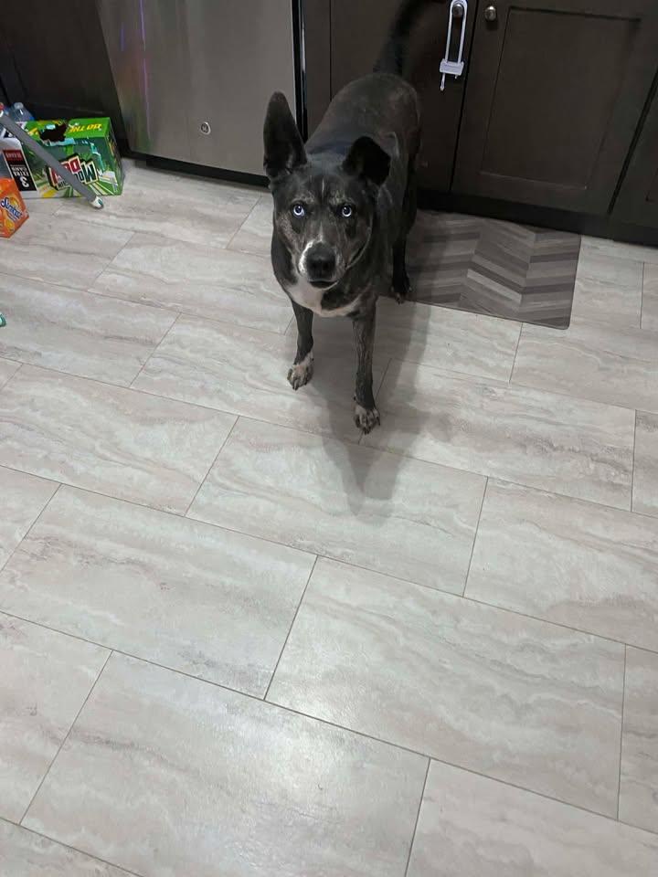 Izzy, a ADOPTABLE Mixed Breed in Charleston, WV image 2/6
