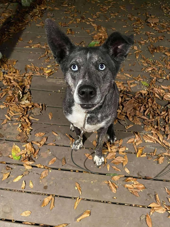Izzy, a ADOPTABLE Mixed Breed in Charleston, WV image 3/6