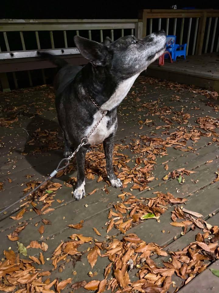 Izzy, a ADOPTABLE Mixed Breed in Charleston, WV image 4/6
