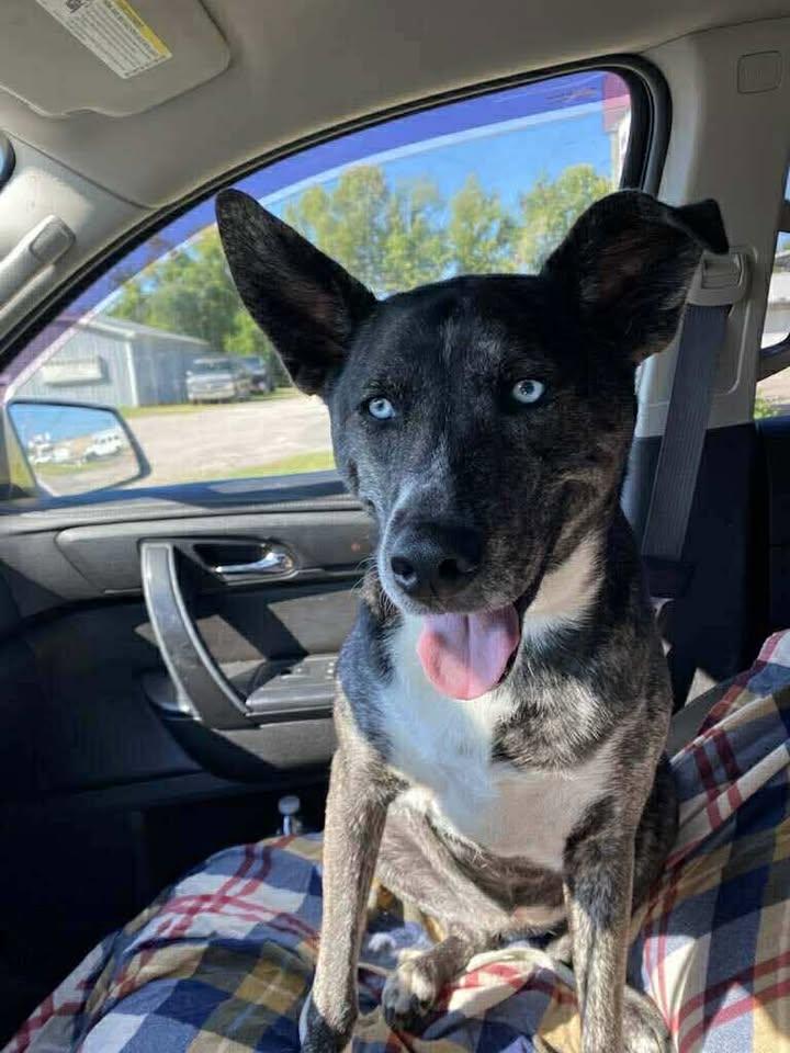 Izzy, a ADOPTABLE Mixed Breed in Charleston, WV image 5/6