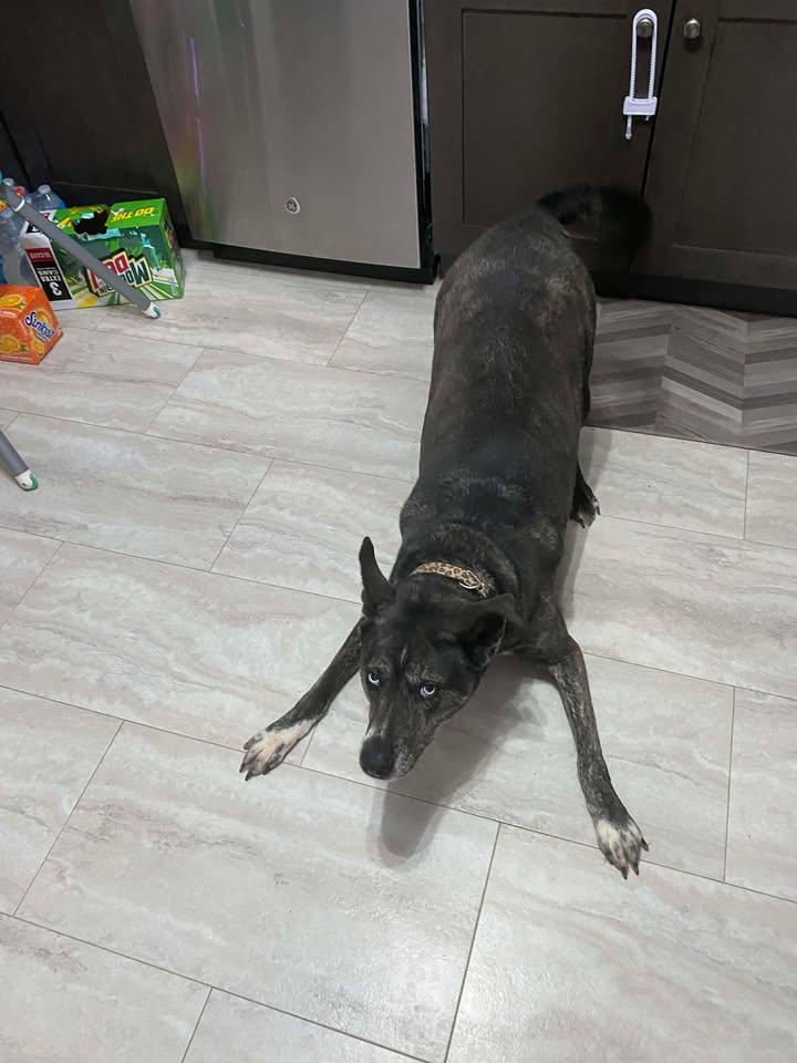 Izzy, a ADOPTABLE Mixed Breed in Charleston, WV image 6/6