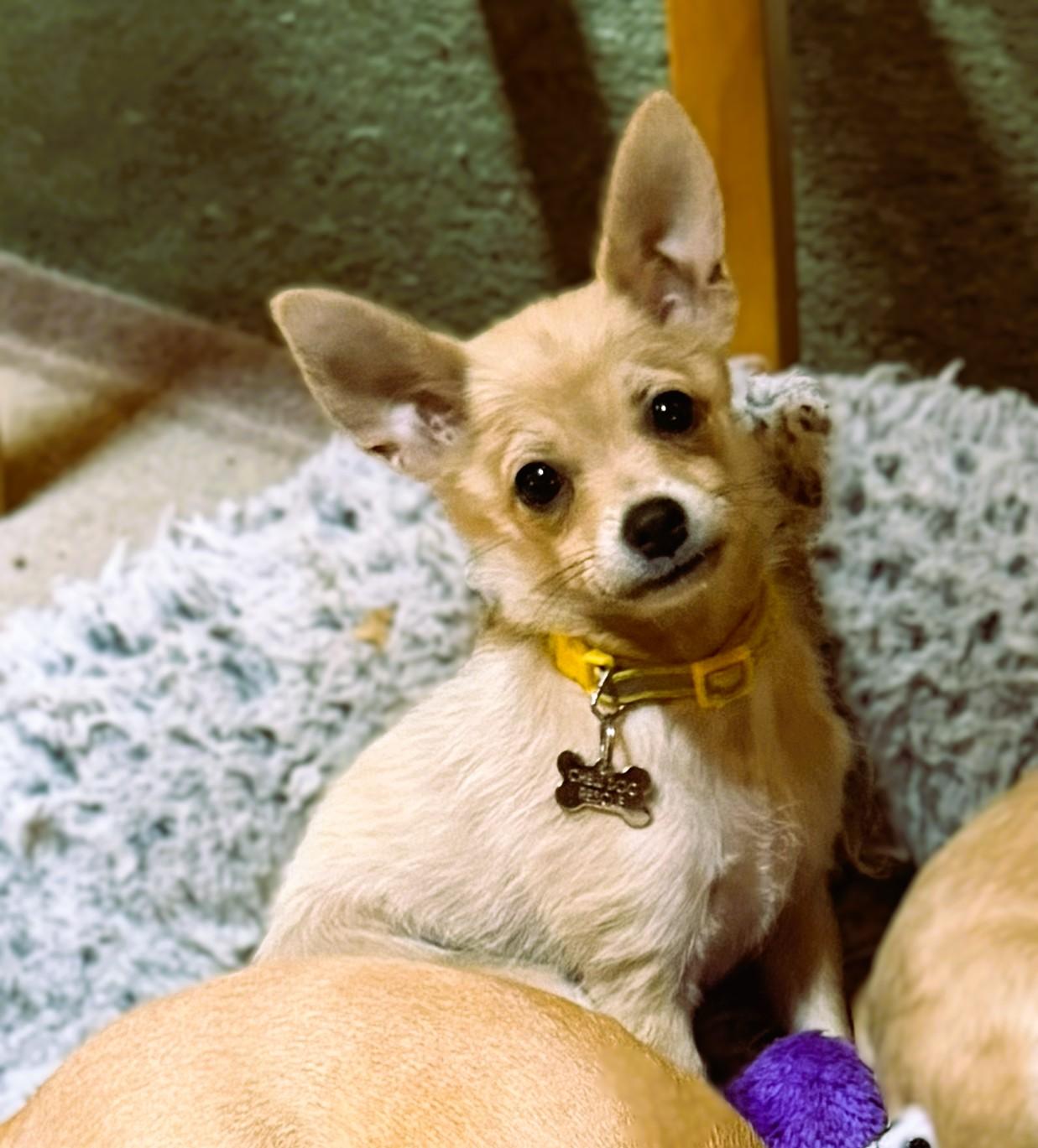 Churro, Adoptable, Young Male Chihuahua.