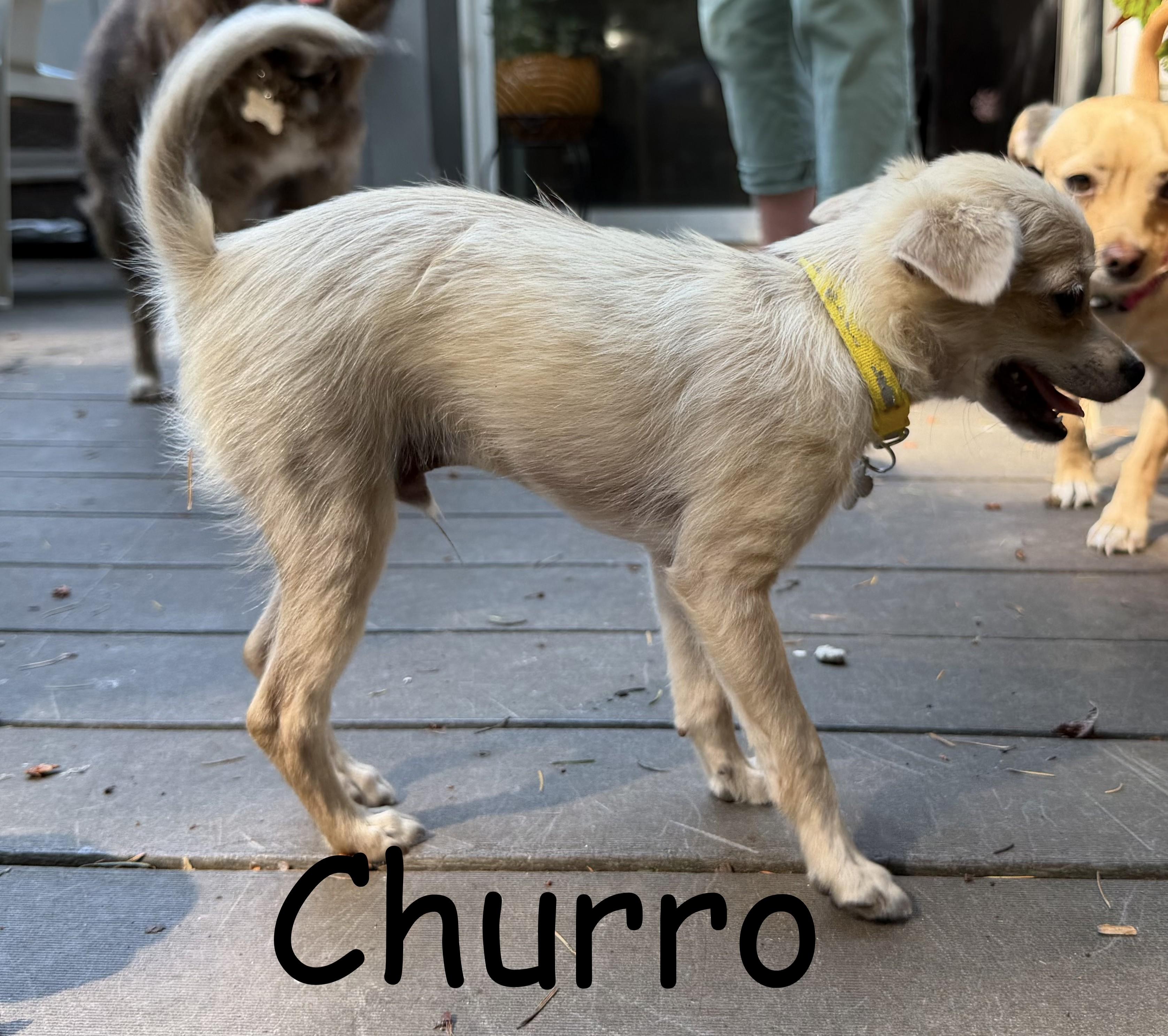 Enlarge Churro, a Adoptable mixed breed in Gig Harbor, WA image 2/2