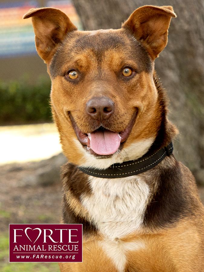 Canelo, Adoptable, Young Male Husky & Australian Kelpie.