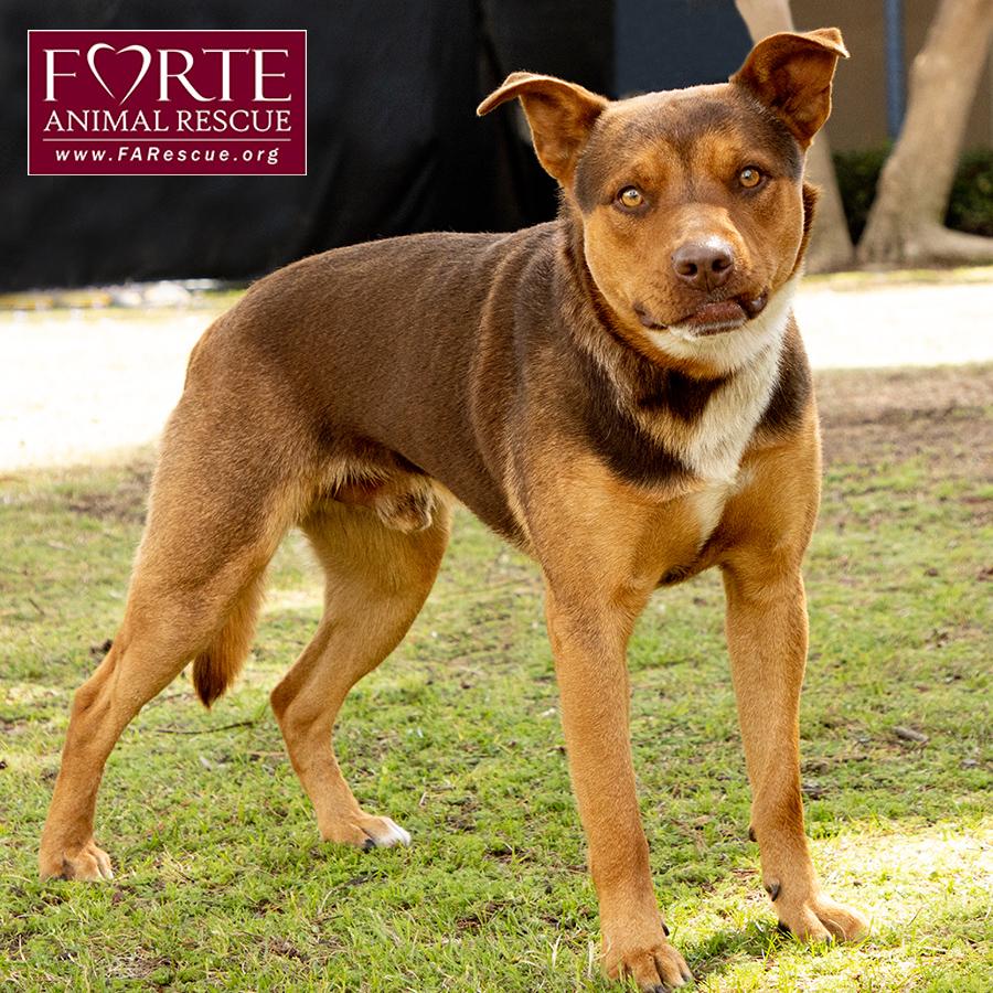 Canelo — thumbnail 3