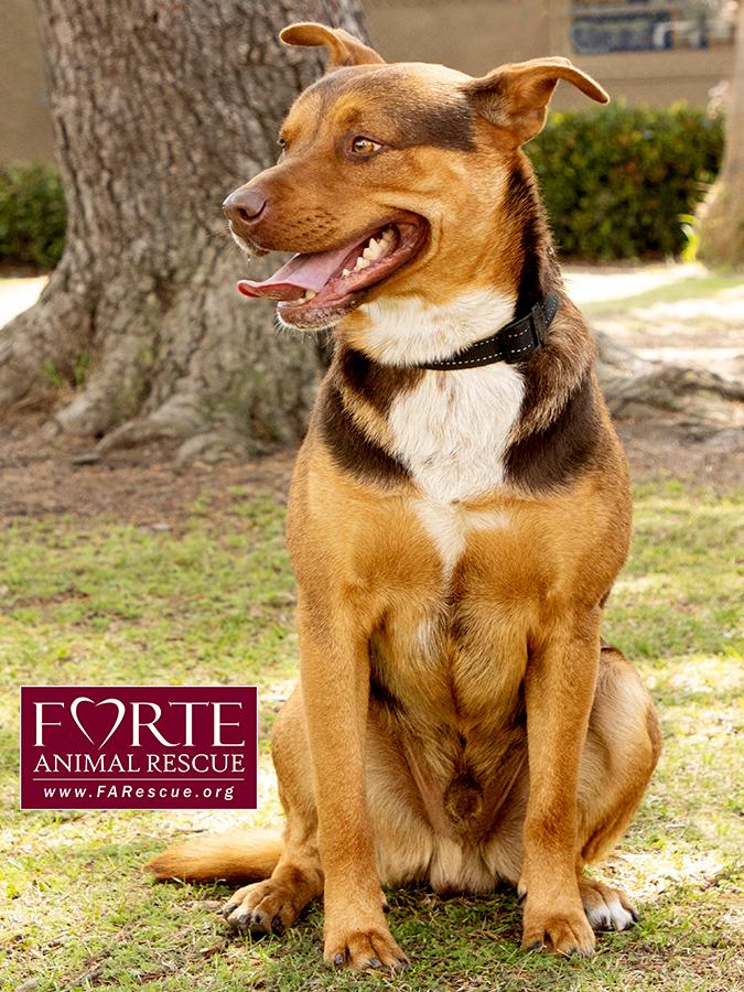 Canelo — thumbnail 4