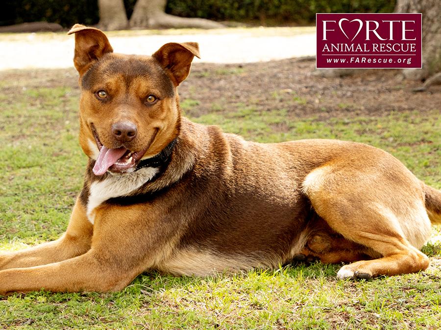 Canelo, a Adoptable mixed breed in Marina Del Rey, CA image 4/6