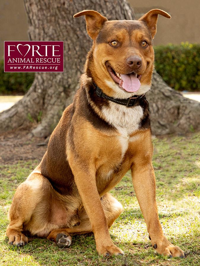 Canelo — thumbnail 6