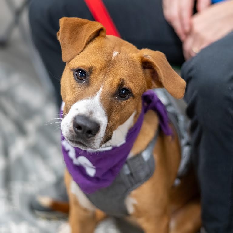 Enlarge Silas, a Adoptable mixed breed in Springfield, MO image 4/6