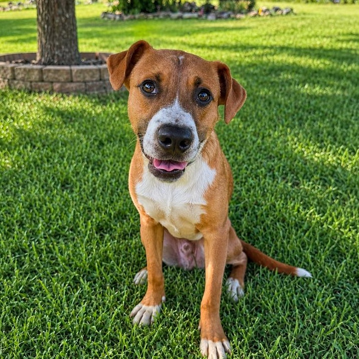 Enlarge Silas, a Adoptable mixed breed in Springfield, MO image 2/6
