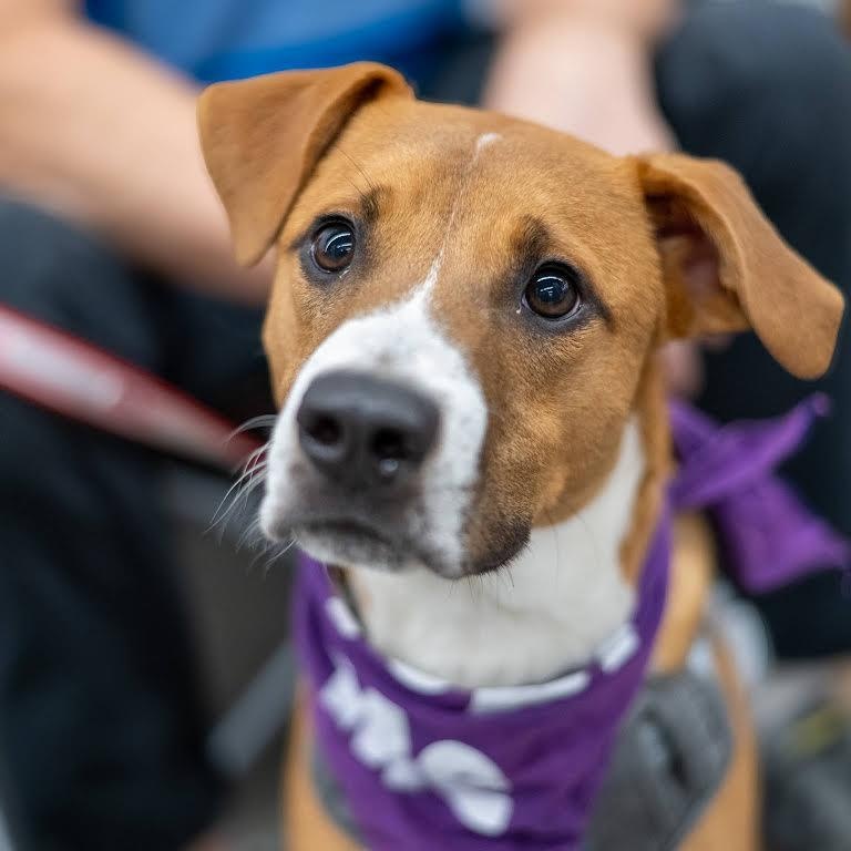 Enlarge Silas, a Adoptable mixed breed in Springfield, MO image 1/6