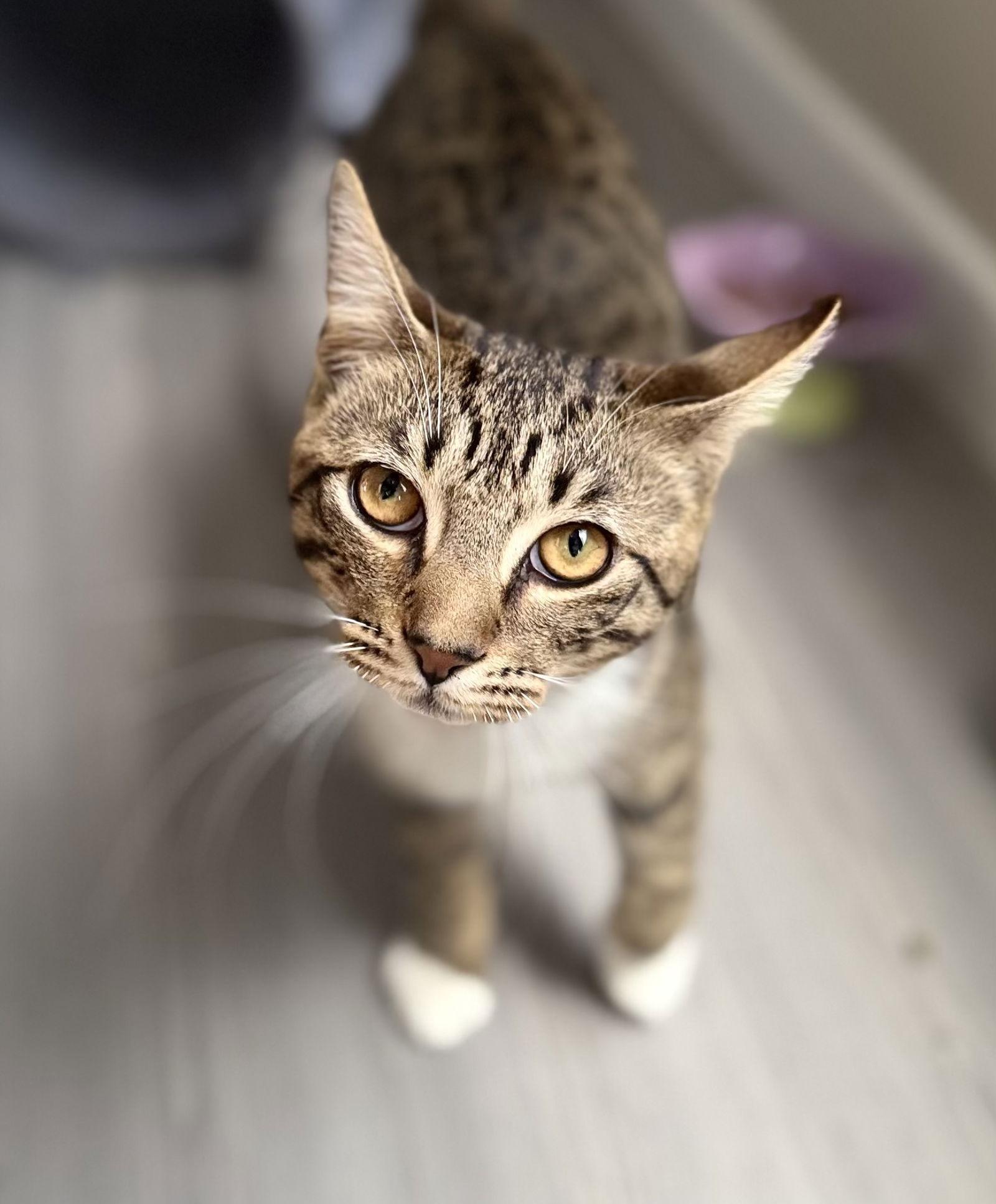 Enlarge Wally, a Adoptable Tabby in Fort Myers, FL image 1/2