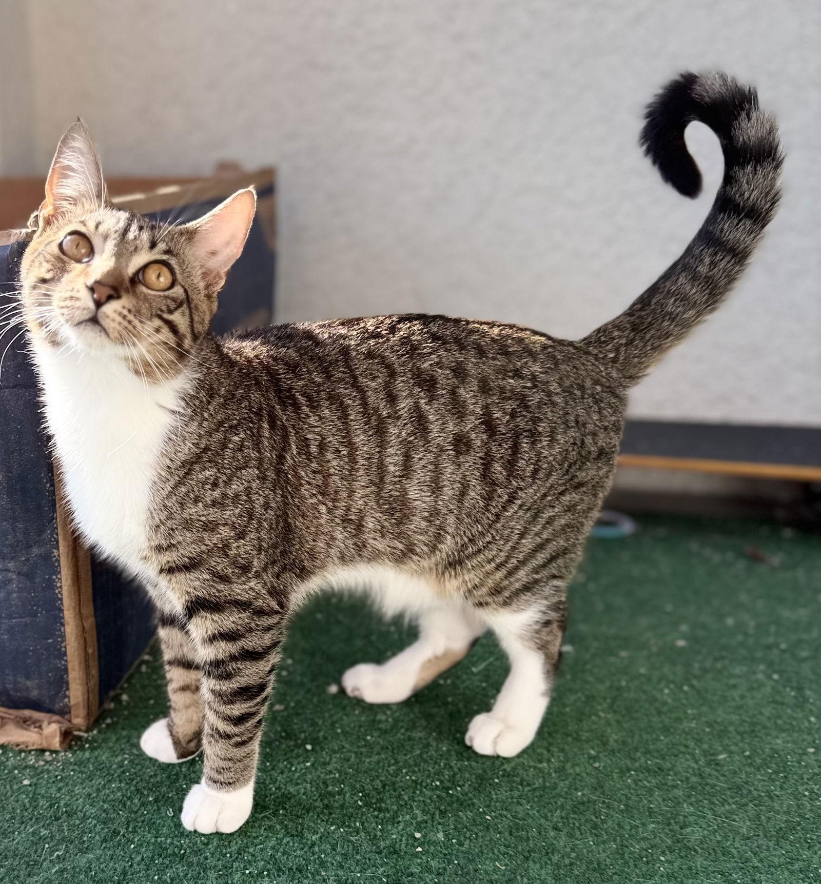Enlarge Wally, a Adoptable Tabby in Fort Myers, FL image 2/2