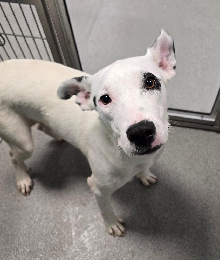 Melody, Adoptable, Young Female Mixed Breed.