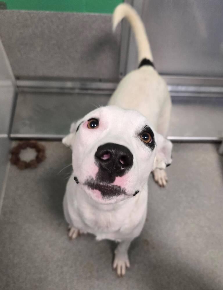 Enlarge Melody, a Adoptable mixed breed in Wellington, KS image 2/6