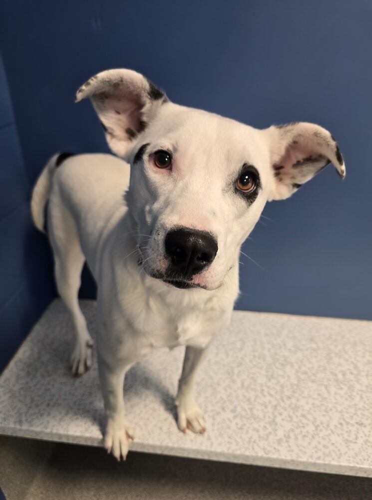 Enlarge Melody, a Adoptable mixed breed in Wellington, KS image 3/6