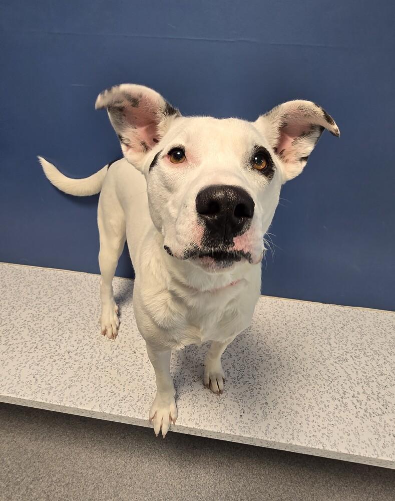 Enlarge Melody, a Adoptable mixed breed in Wellington, KS image 3/6