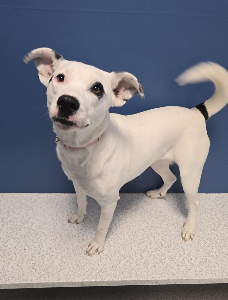 Enlarge Melody, a Adoptable mixed breed in Wellington, KS image 5/6
