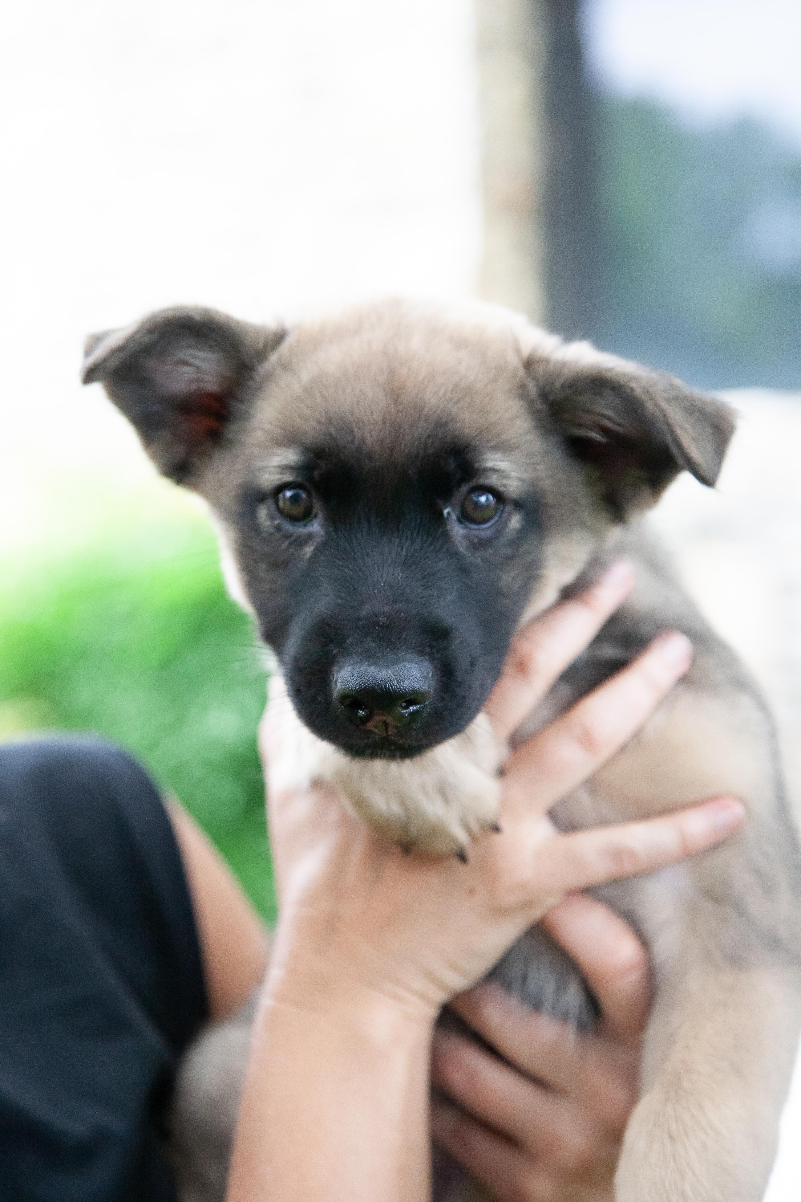 Topher, a Adoptable mixed breed in Nashville, TN image 2/3