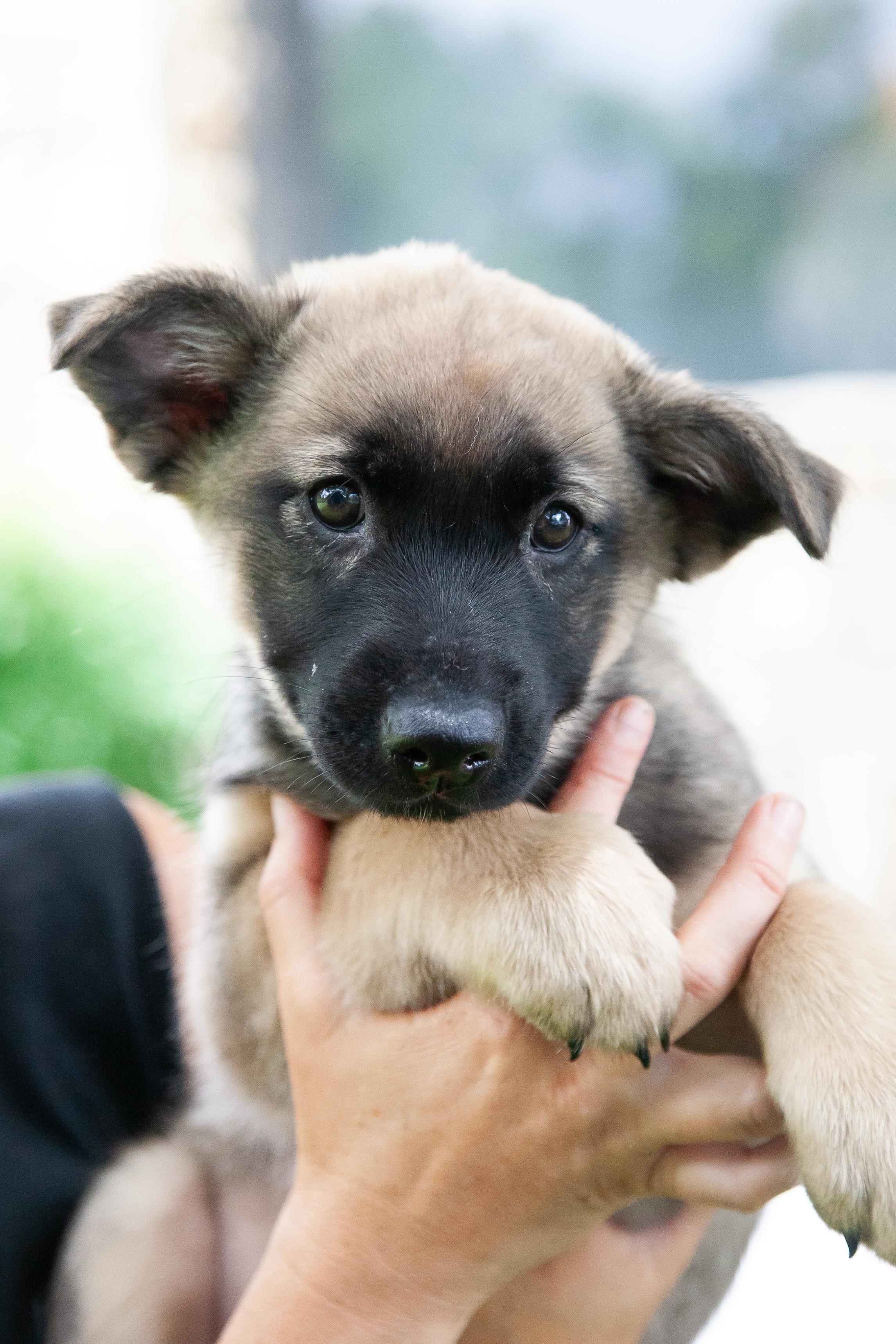 Topher, Adoptable, Puppy Male Shepherd.
