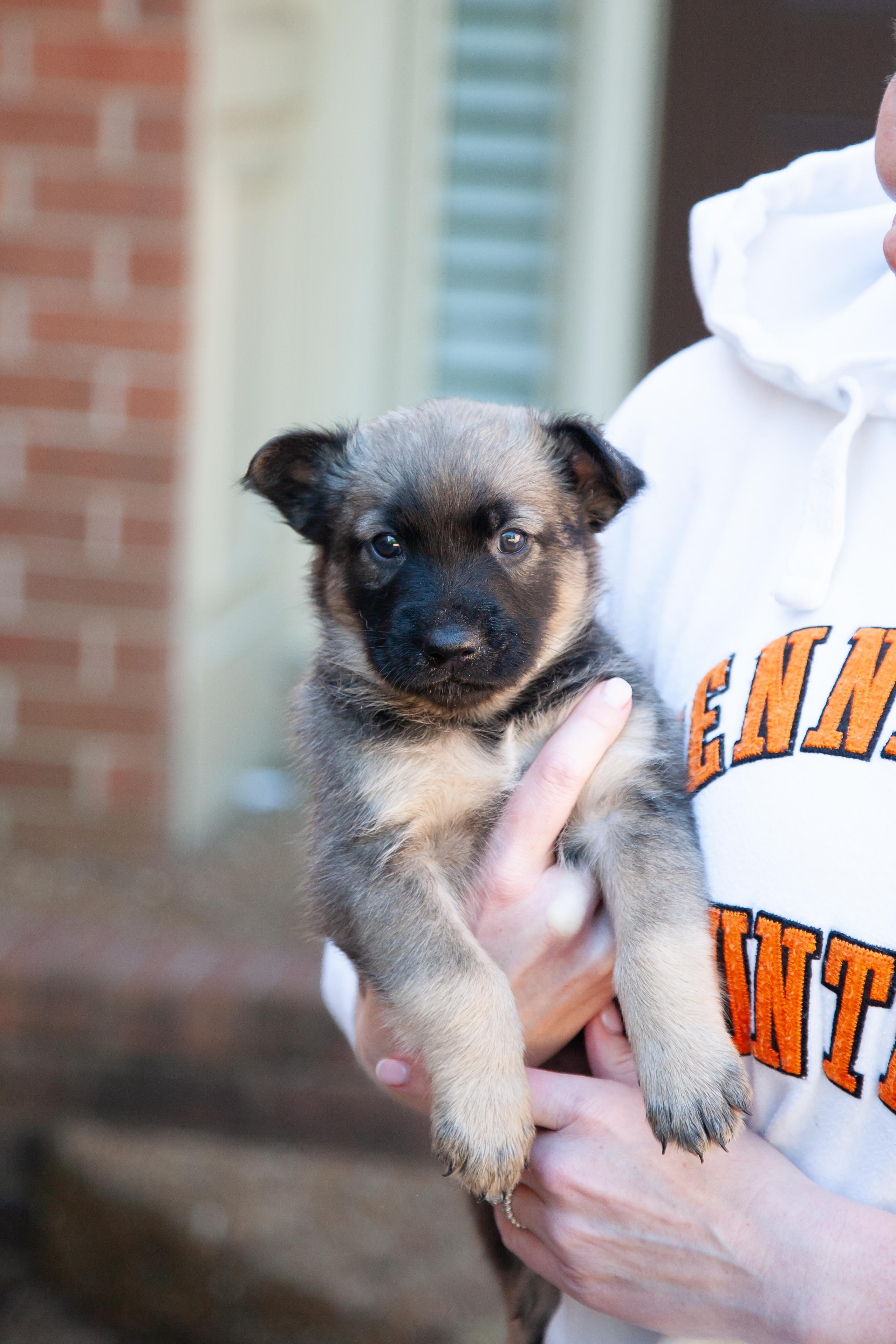 Topher, Adoptable, Puppy Male Shepherd.