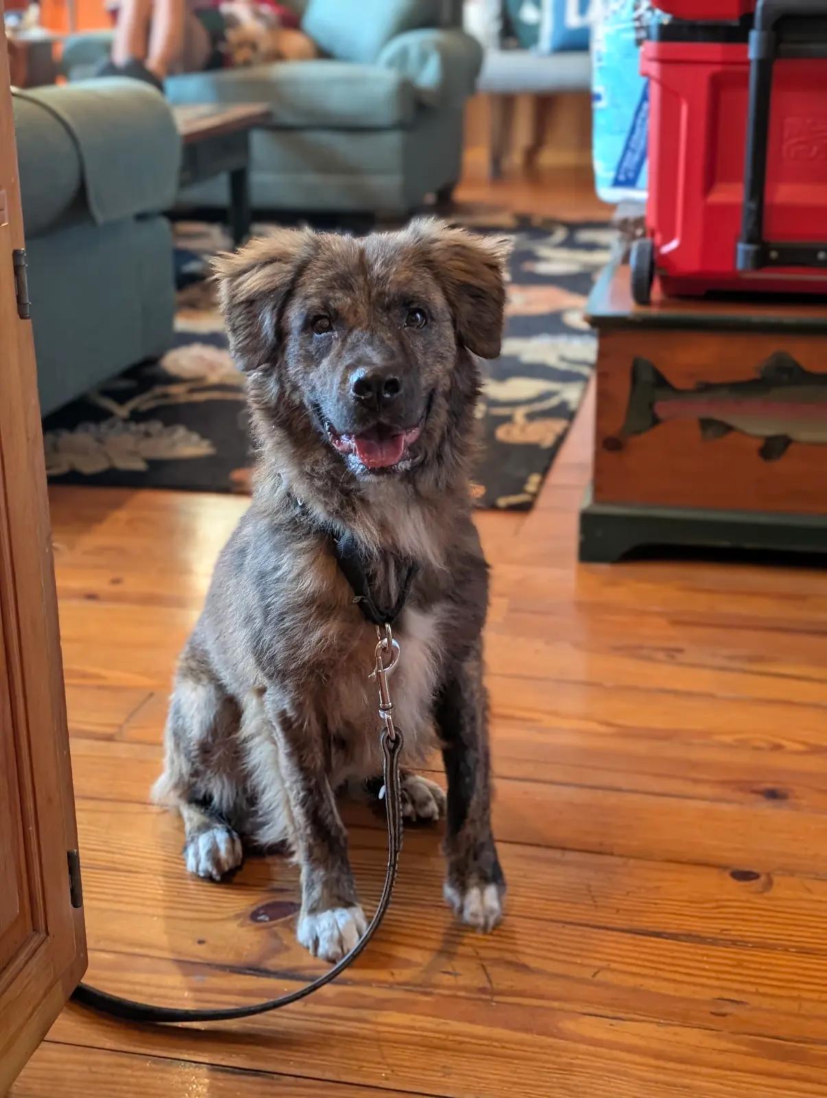 Enlarge Norton, a ADOPTABLE mixed breed in Cumming, GA image 5/5