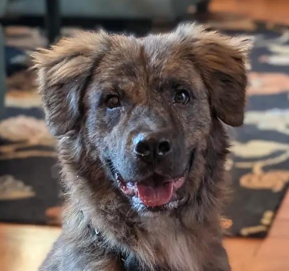 Enlarge Norton, a ADOPTABLE mixed breed in Cumming, GA image 1/5