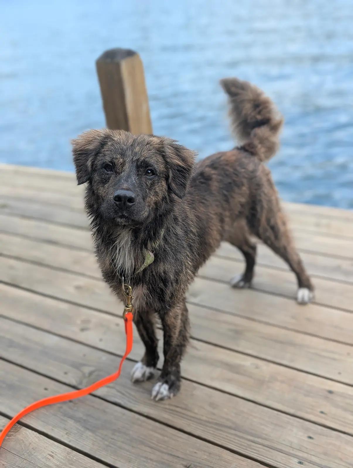 Enlarge Norton, a ADOPTABLE mixed breed in Cumming, GA image 4/5