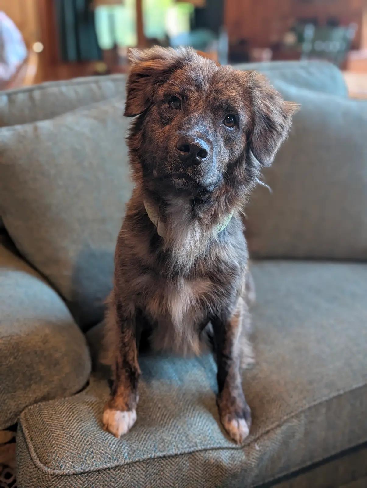 Enlarge Norton, a ADOPTABLE mixed breed in Cumming, GA image 2/5