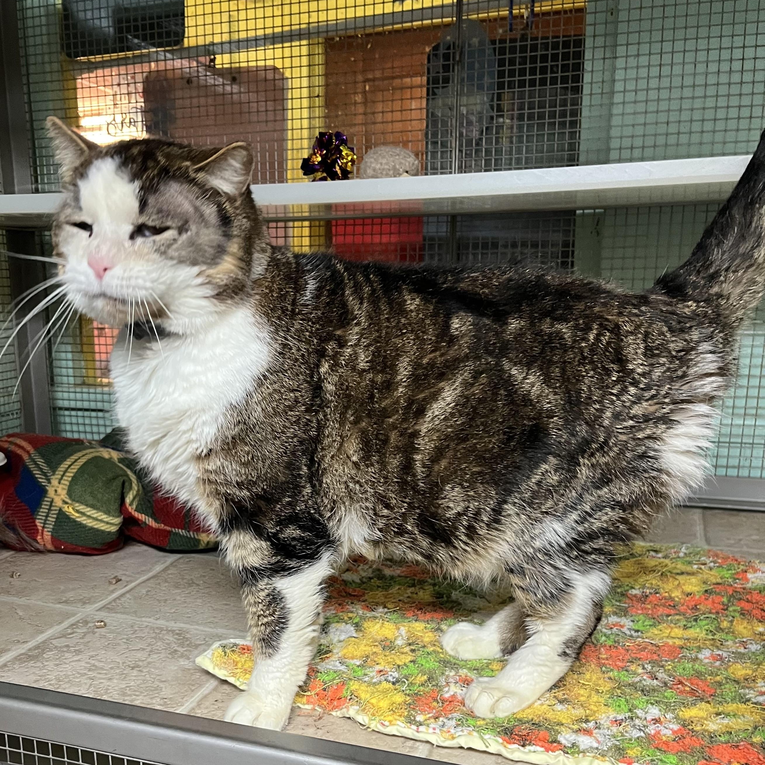 Enlarge Todd (FIV+), an adopted Domestic Short Hair in Cortland, NY image 1/4