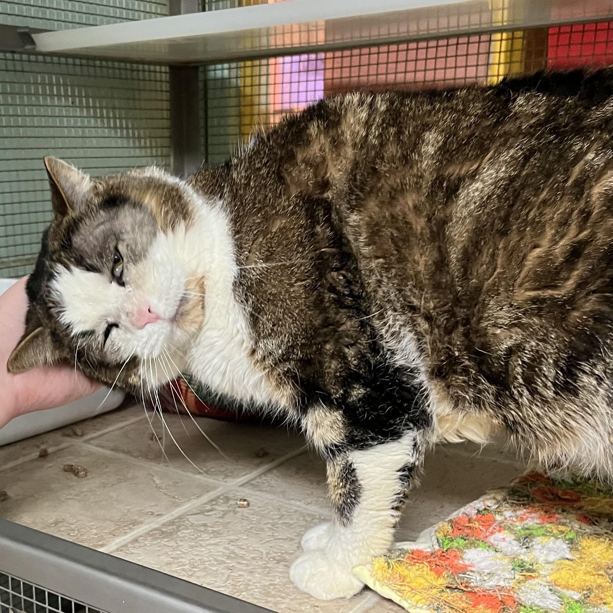 Enlarge Todd (FIV+), an adopted Domestic Short Hair in Cortland, NY image 3/4