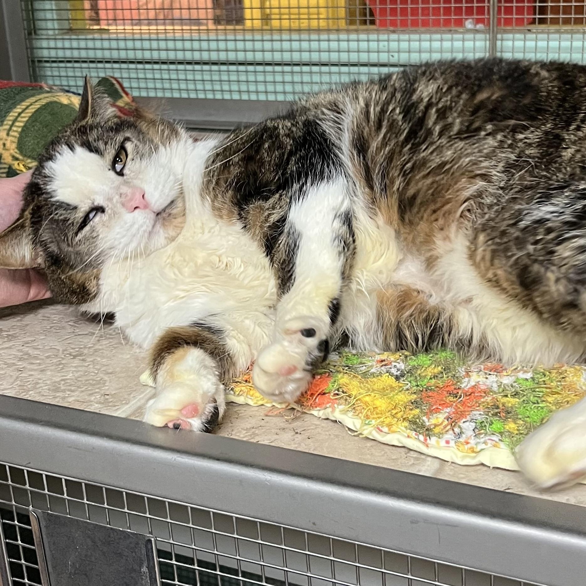 Enlarge Todd (FIV+), an adopted Domestic Short Hair in Cortland, NY image 4/4