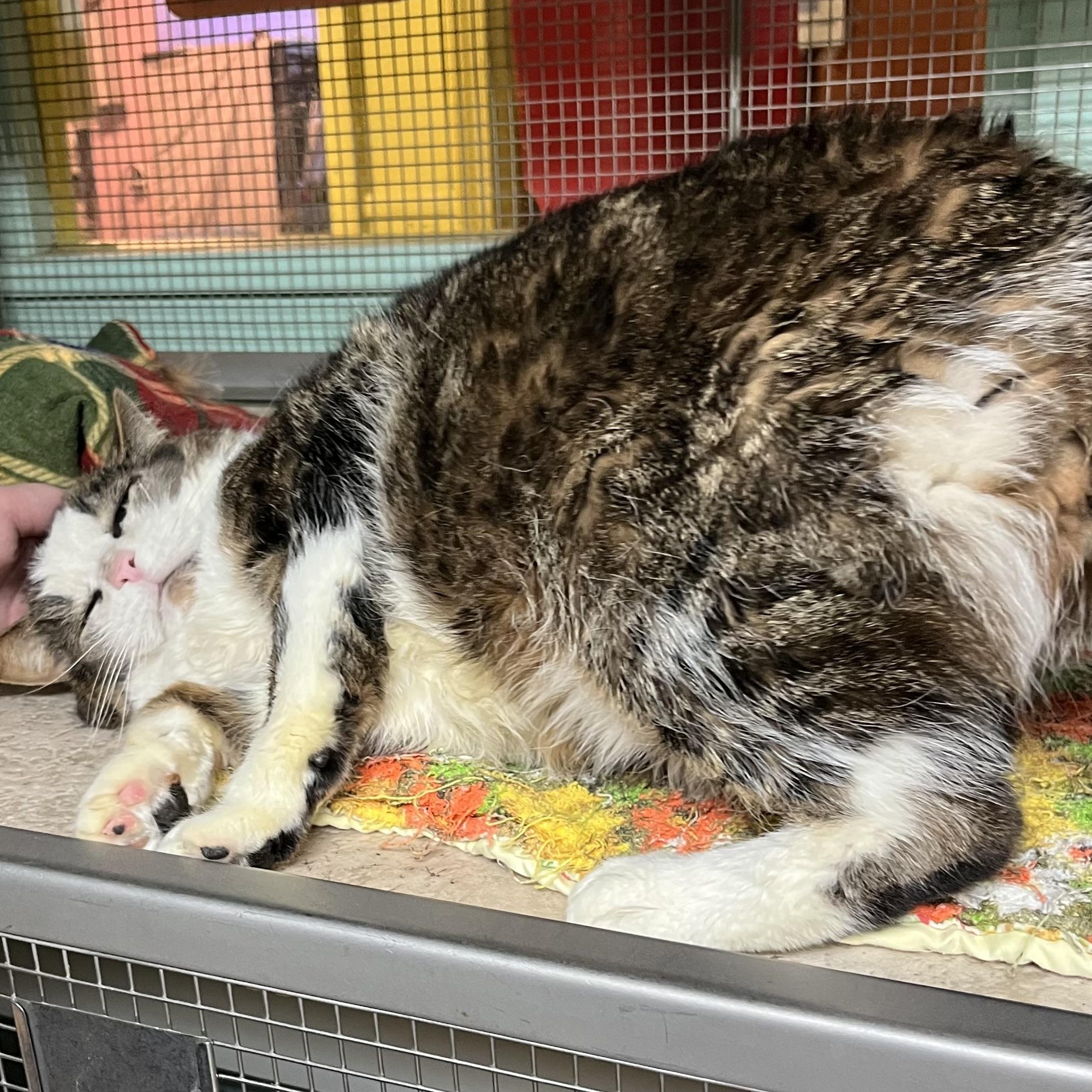 Enlarge Todd (FIV+), an adopted Domestic Short Hair in Cortland, NY image 2/4