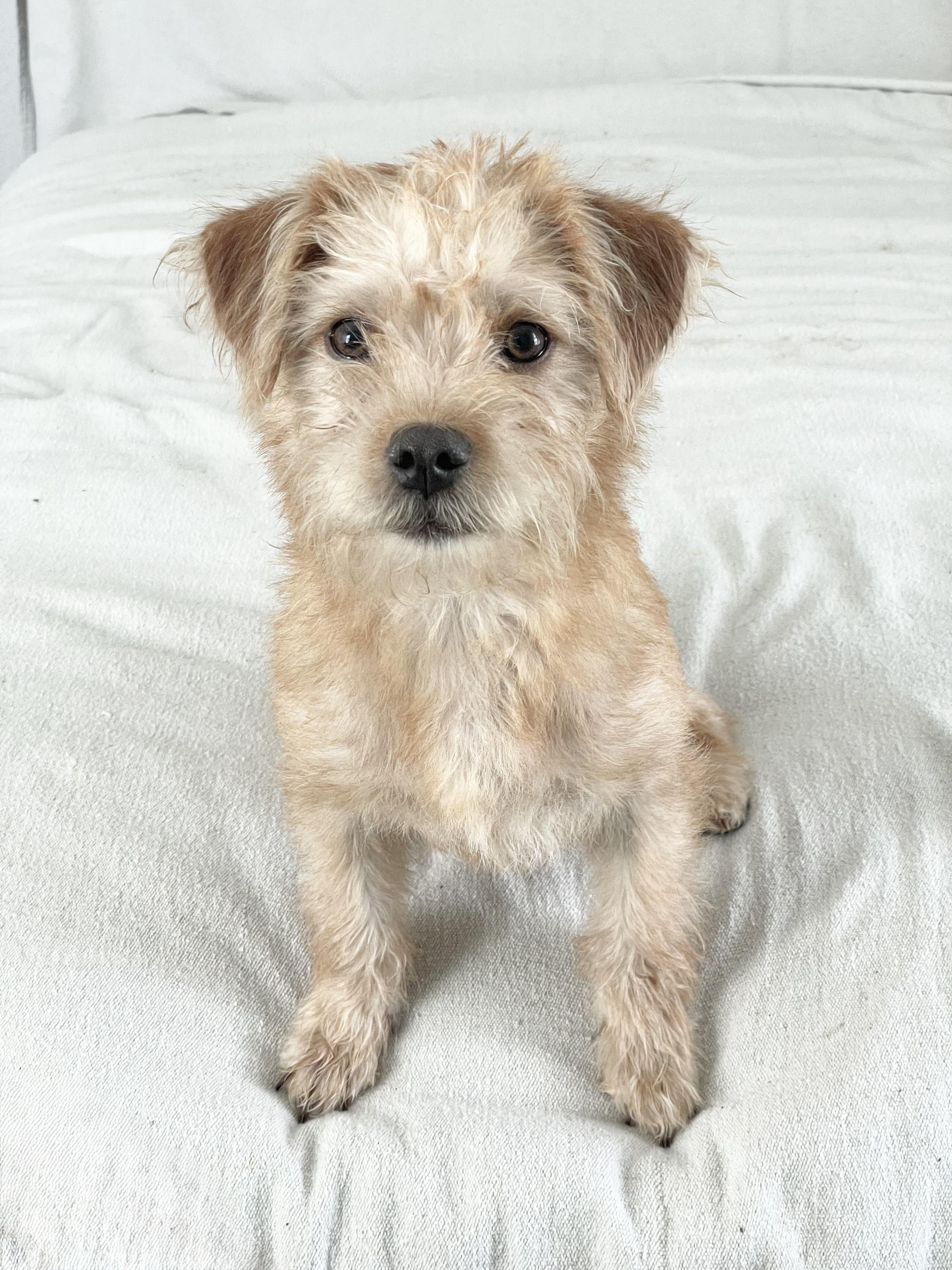 Perfect Semira, a ADOPTABLE mixed breed in West Hartford , CT image 1/5