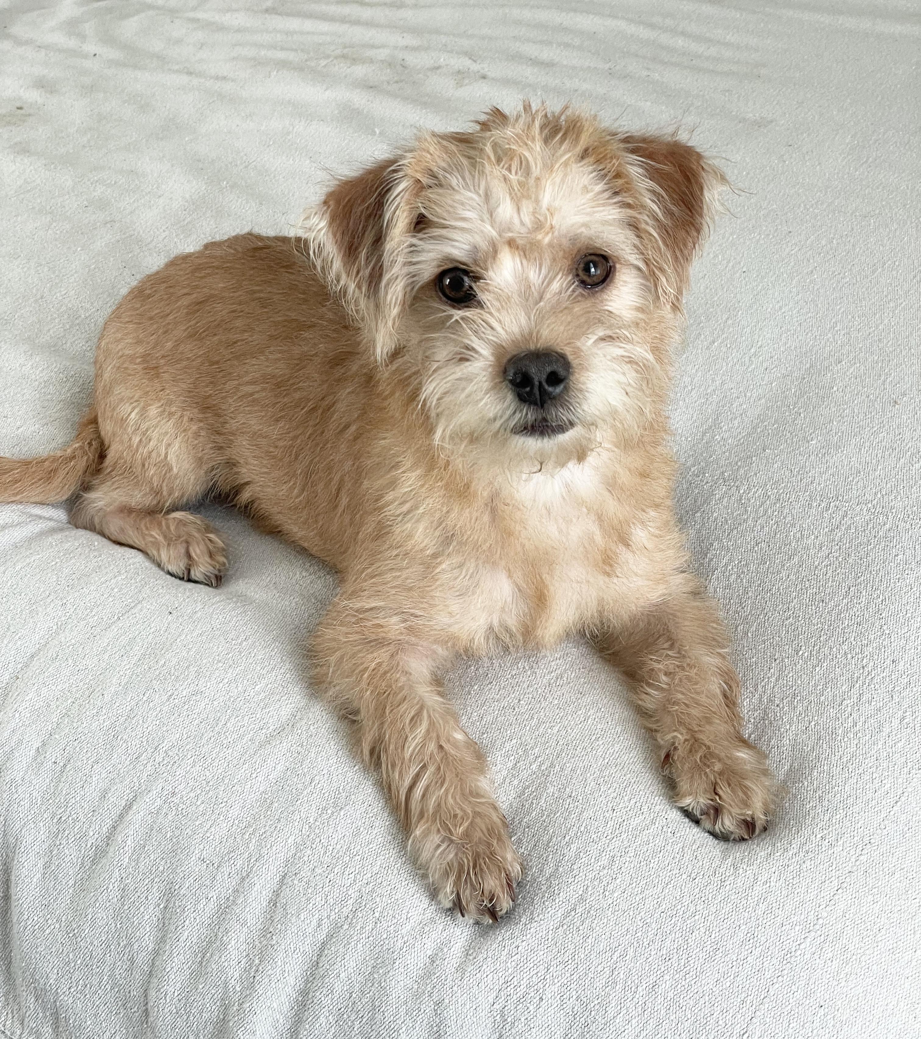 Perfect Semira, a ADOPTABLE mixed breed in West Hartford , CT image 4/5