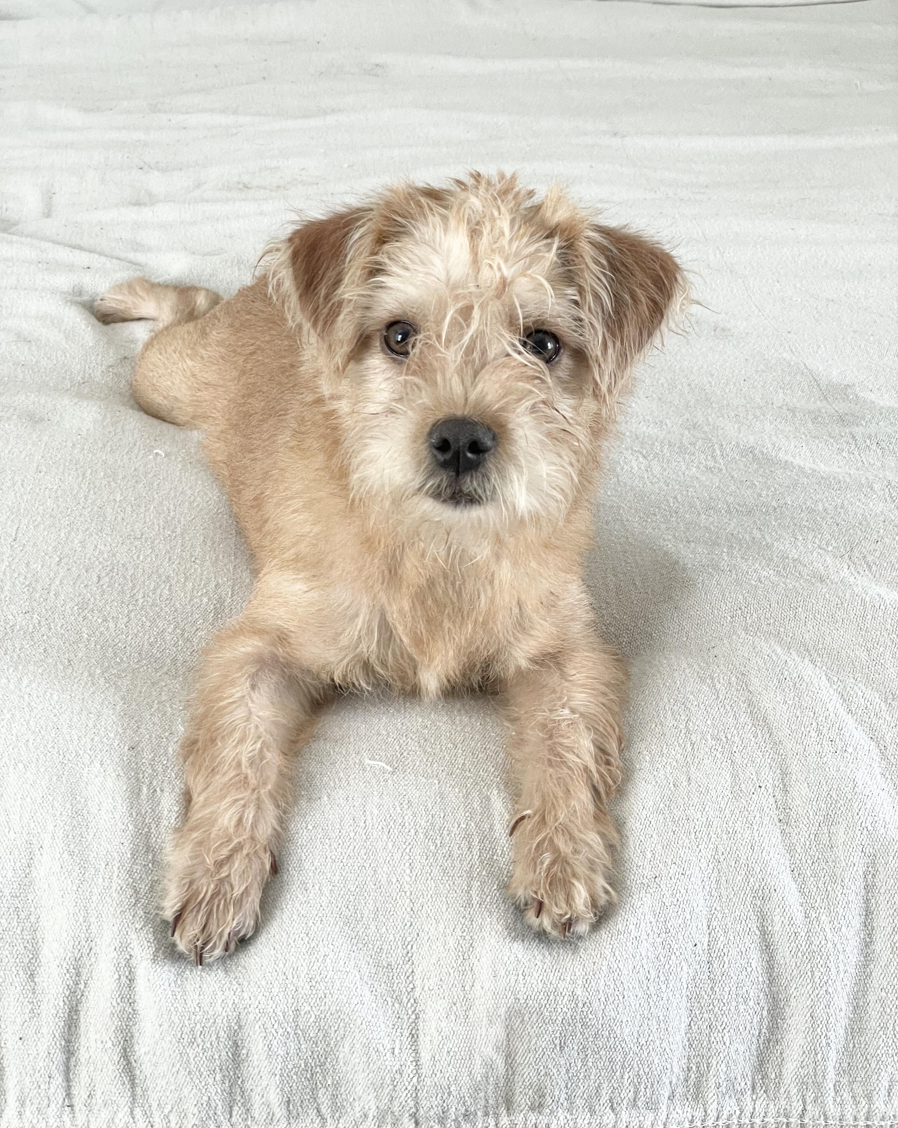 Perfect Semira, a ADOPTABLE mixed breed in West Hartford , CT image 3/5