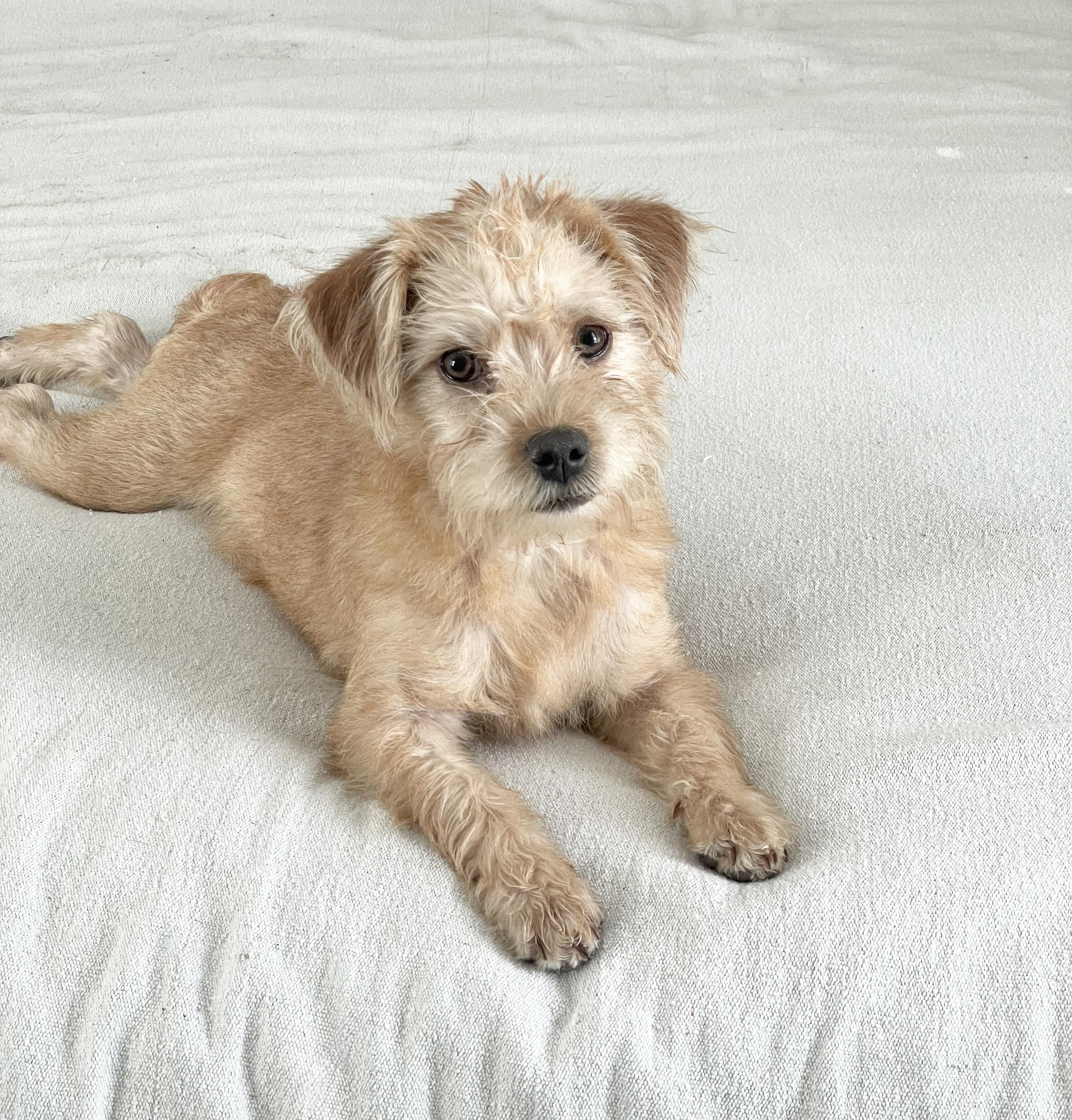 Perfect Semira, a ADOPTABLE mixed breed in West Hartford , CT image 2/5