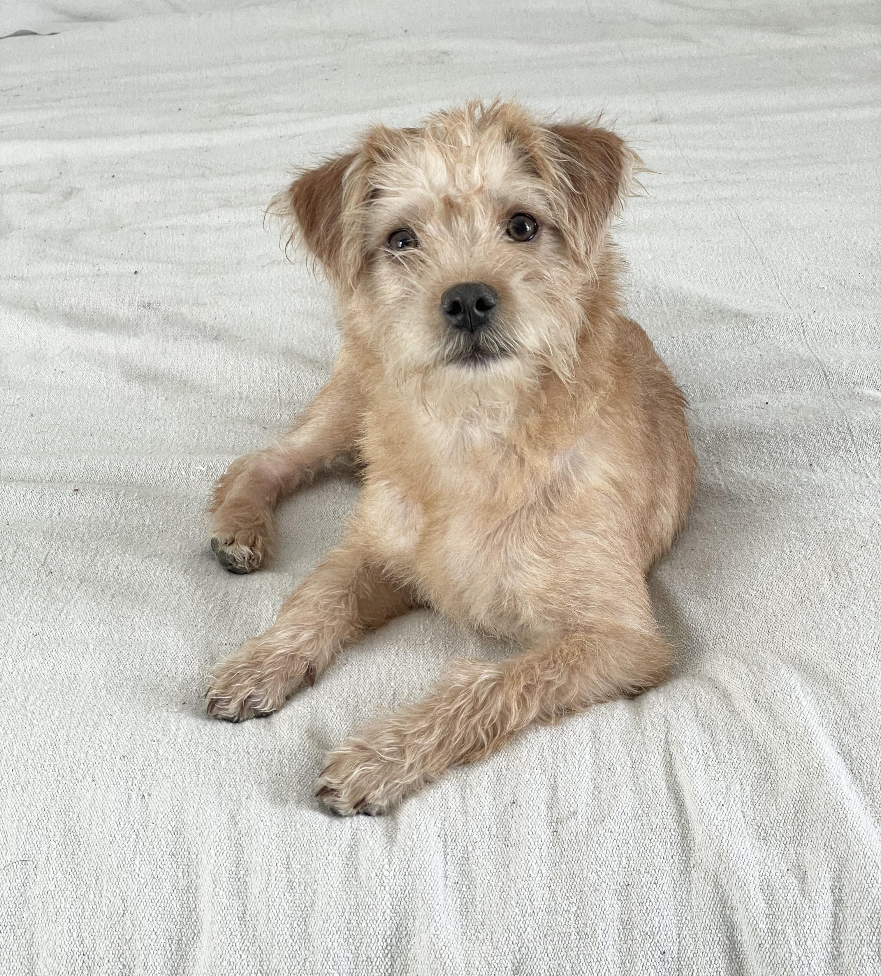 Perfect Semira, a ADOPTABLE mixed breed in West Hartford , CT image 5/5