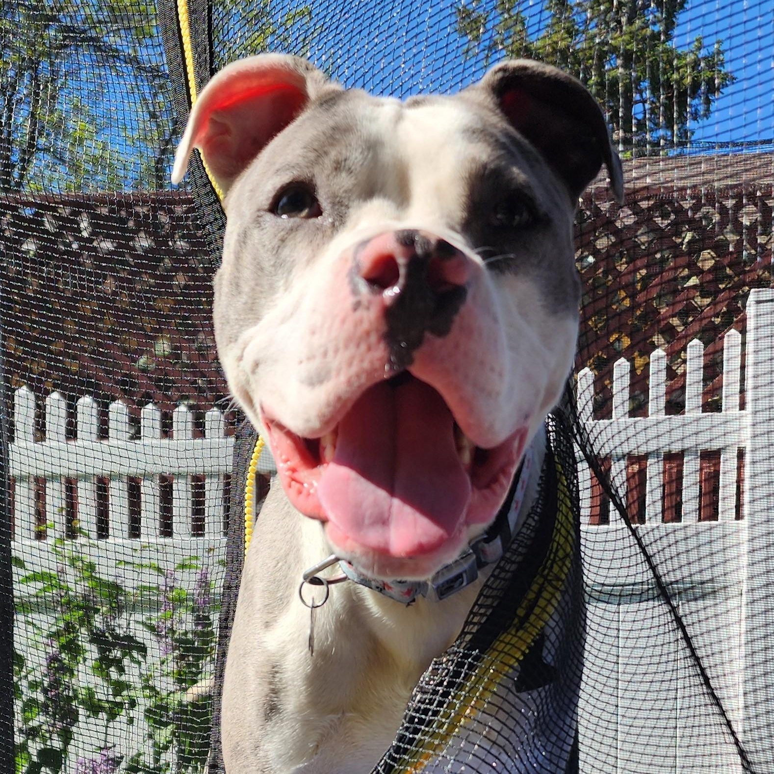 Gorgonzola, a Adoptable mixed breed in Palatine, IL image 2/6