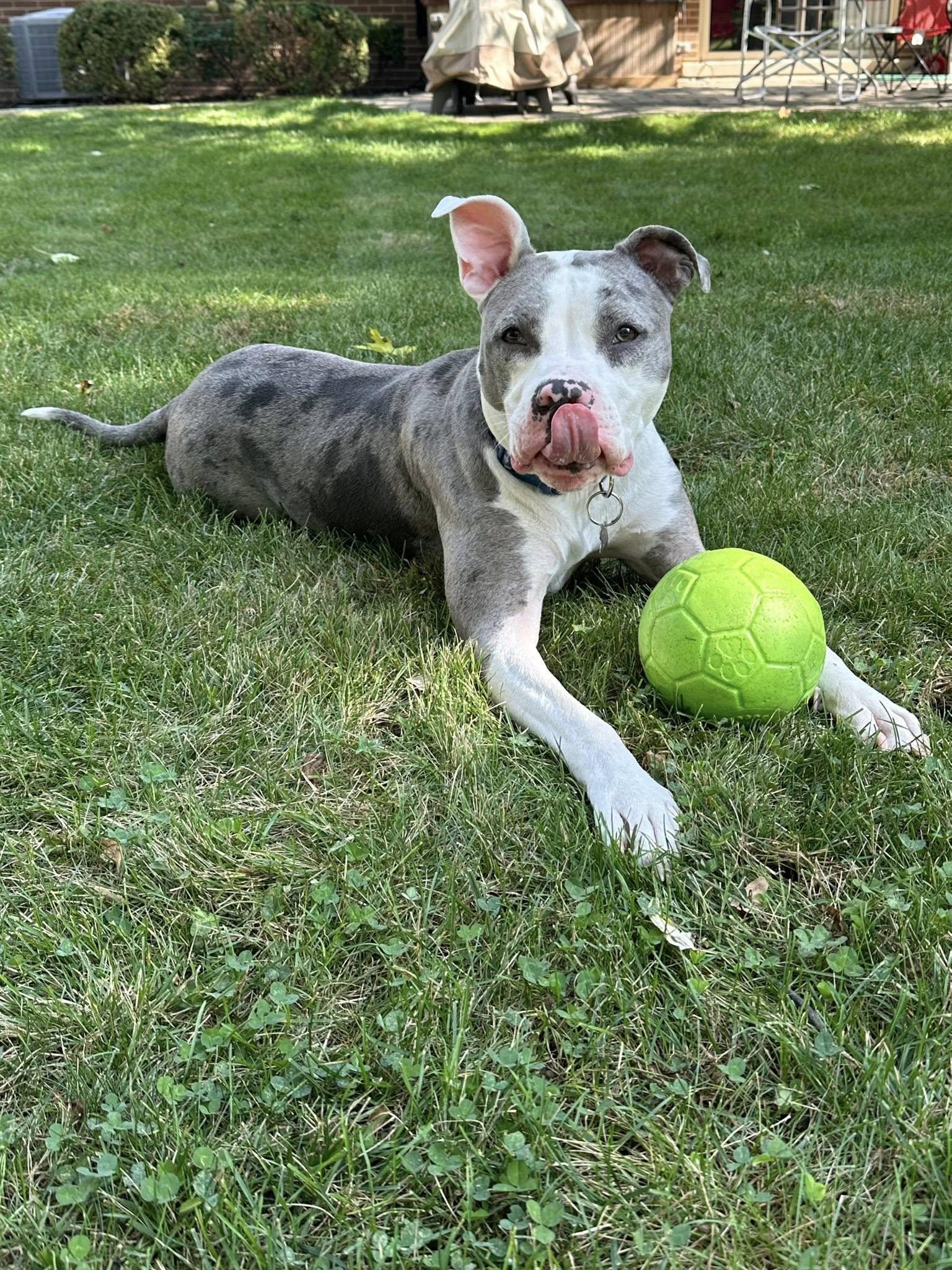 Gorgonzola, a Adoptable mixed breed in Palatine, IL image 6/6