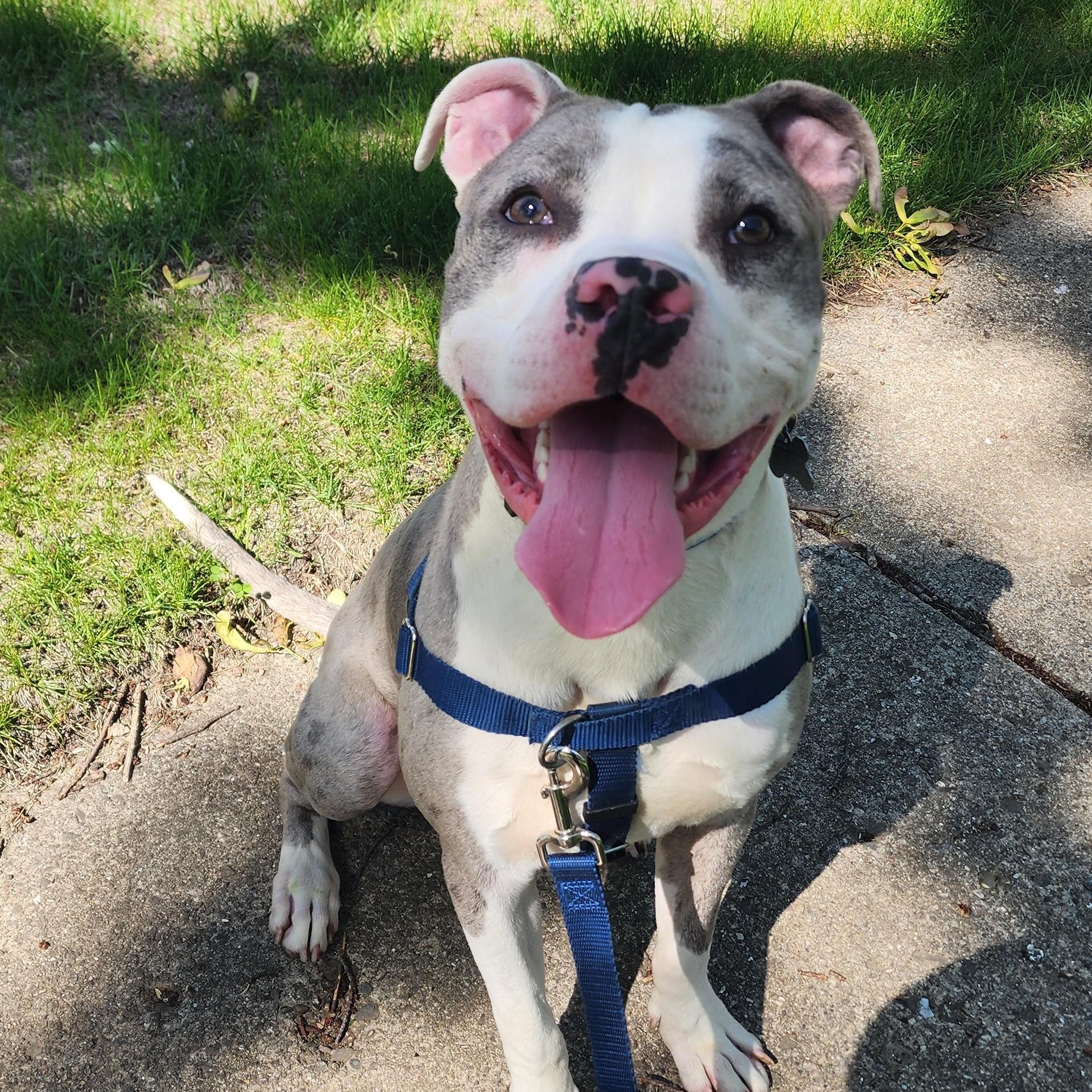 Gorgonzola, Adoptable, Young Male Pit Bull Terrier & Mixed Breed.