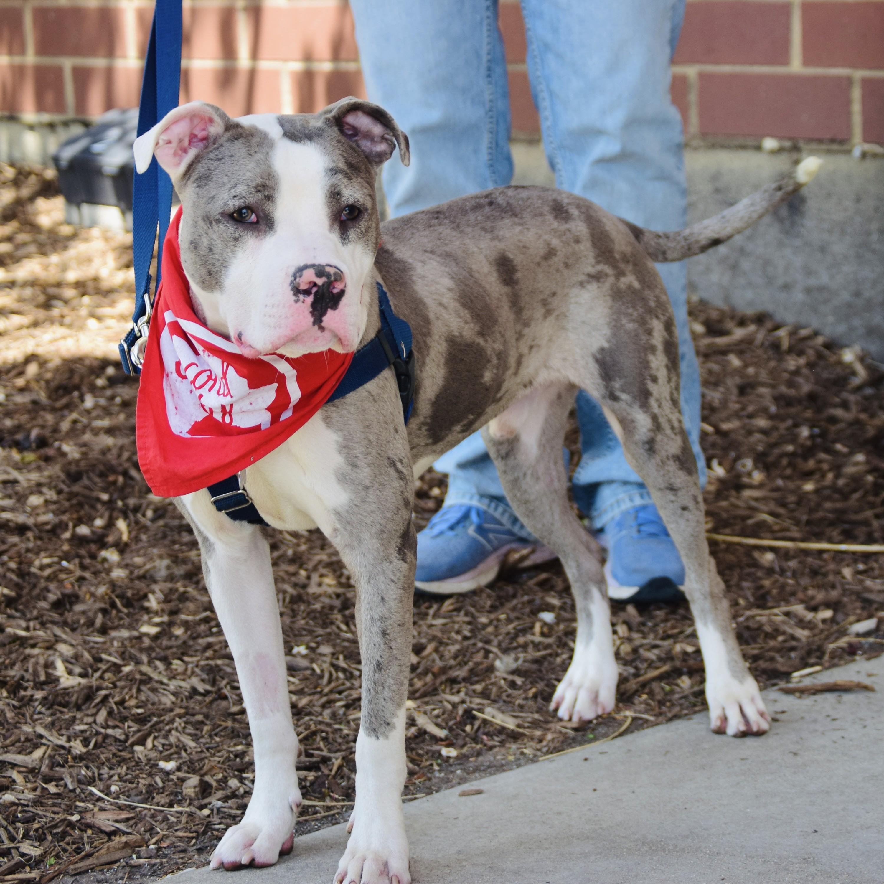 Gorgonzola, a Adoptable mixed breed in Palatine, IL image 3/6