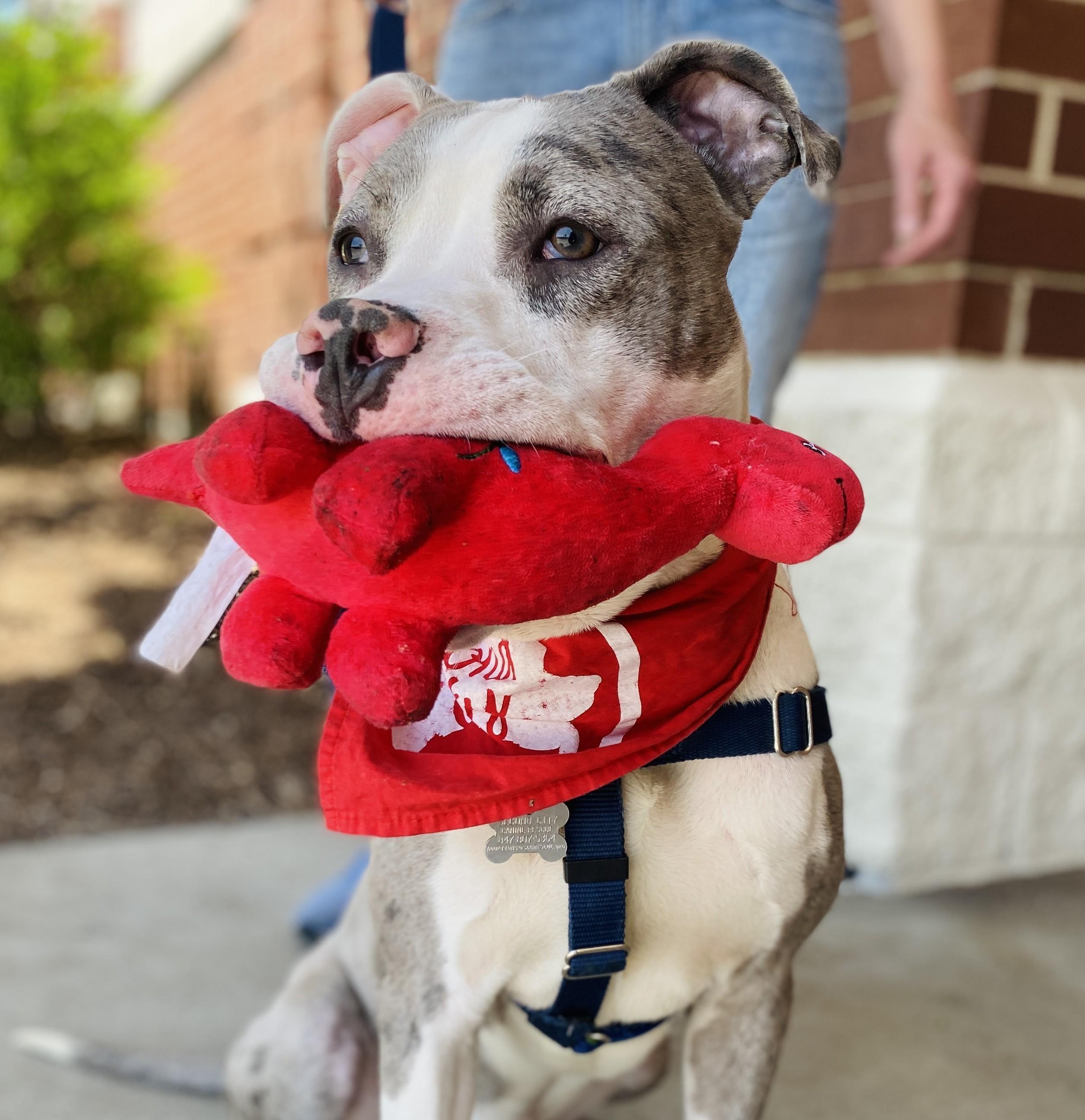 Gorgonzola, a Adoptable mixed breed in Palatine, IL image 4/6