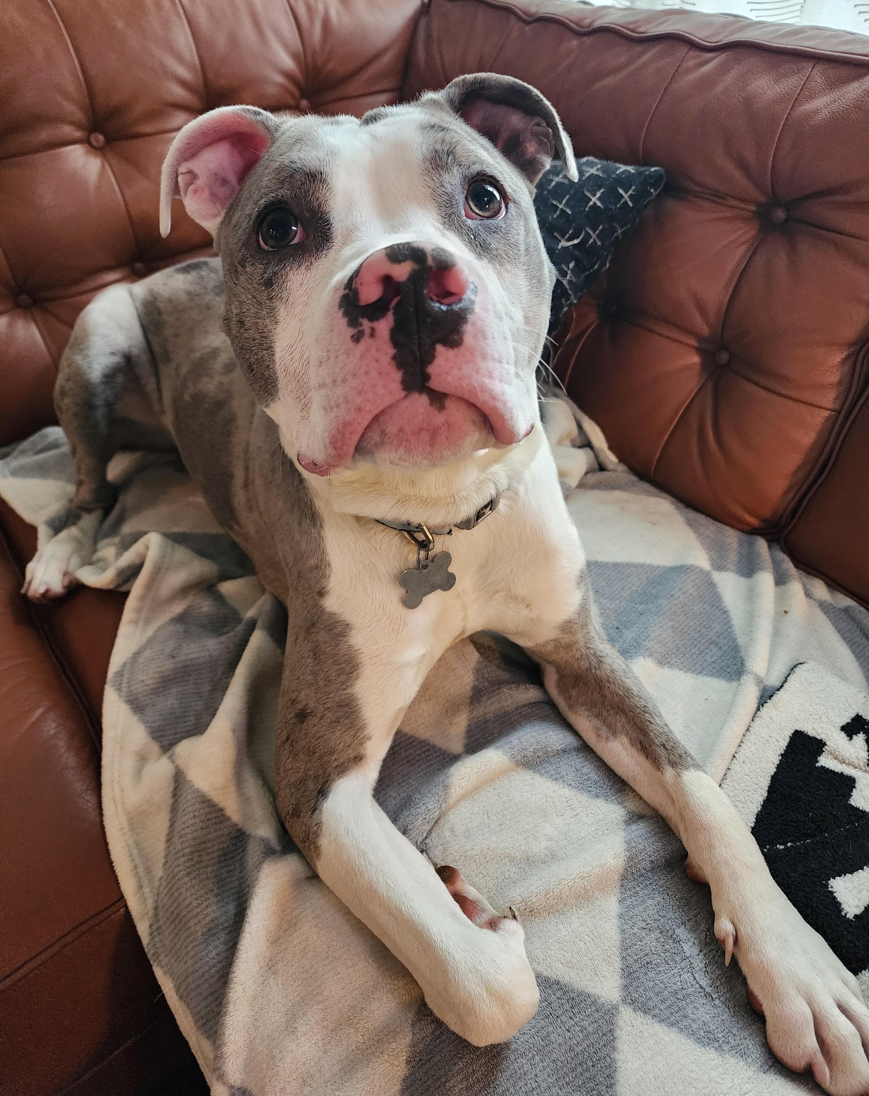 Gorgonzola, a Adoptable mixed breed in Palatine, IL image 5/6